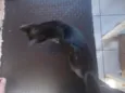 docinho