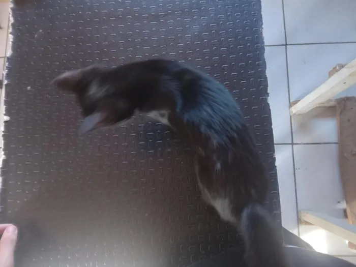 Gato raça SRD-ViraLata idade 2 a 6 meses nome docinho