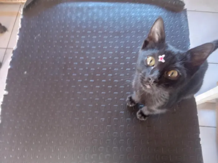 Gato raça SRD-ViraLata idade 2 a 6 meses nome docinho