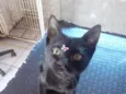 docinho