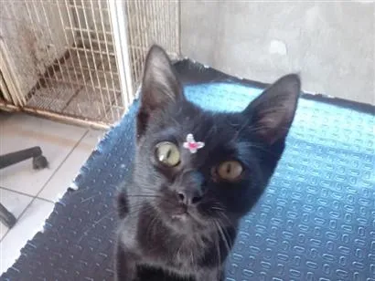 Gato raça SRD-ViraLata idade 2 a 6 meses nome docinho