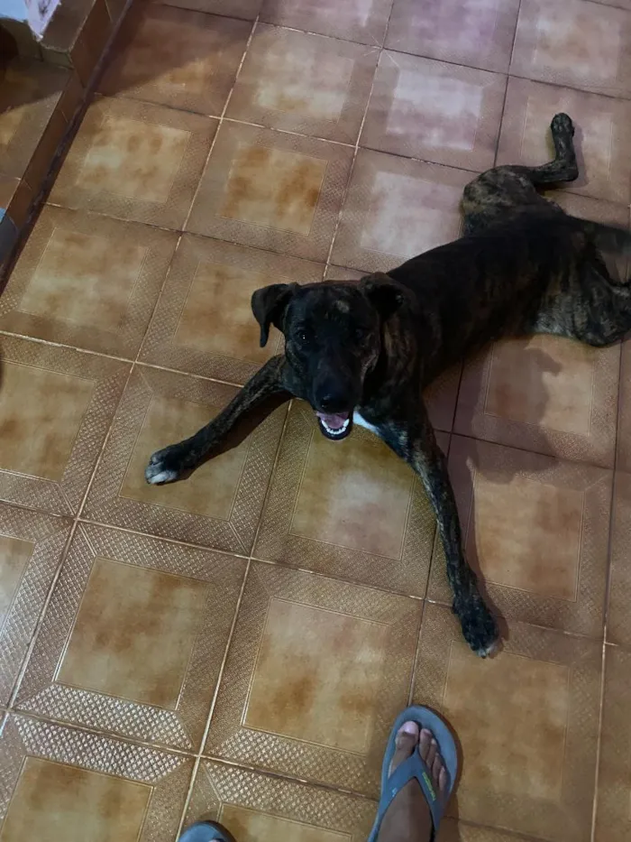 Cachorro raça Fila idade 2 anos nome BRUCE
