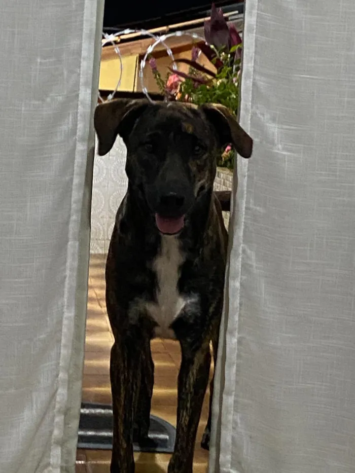 Cachorro raça Fila idade 2 anos nome BRUCE