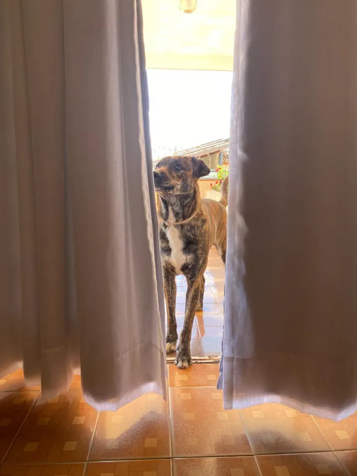 Cachorro raça Fila idade 2 anos nome BRUCE