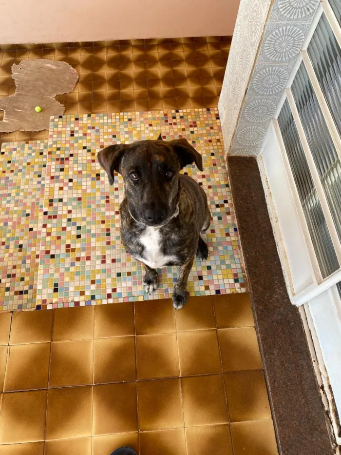 Cachorro raça Fila idade 2 anos nome BRUCE