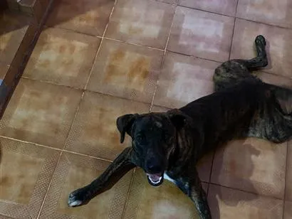 Cachorro raça Fila idade 2 anos nome BRUCE