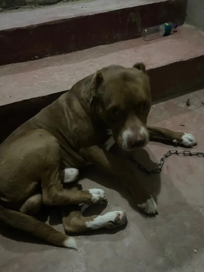 Cachorro raça Pit-Bull idade 1 ano nome Max