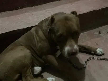 Cachorro raça Pit-Bull idade 1 ano nome Max