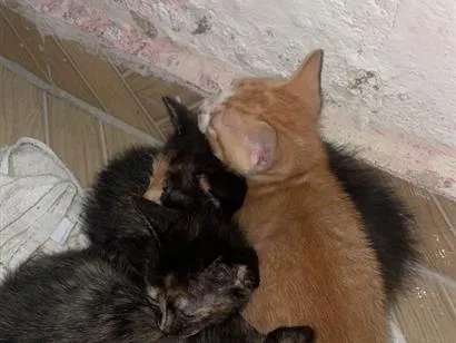 Gato raça Siamês idade 2 a 6 meses nome Não tem nome ainda 