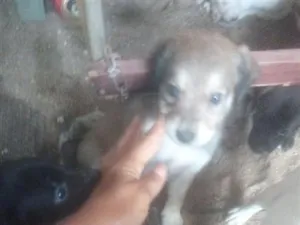 Cachorro raça SRD-ViraLata idade Abaixo de 2 meses nome Roni