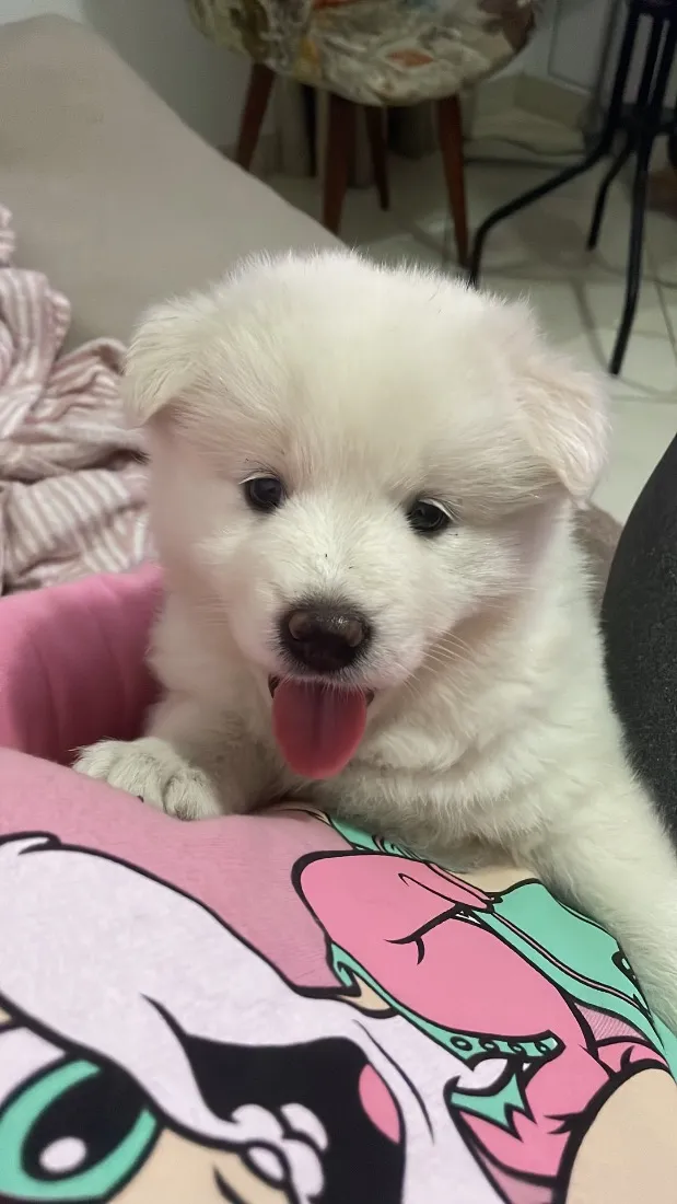 Cachorro raça SRD-ViraLata idade Abaixo de 2 meses nome Cacau