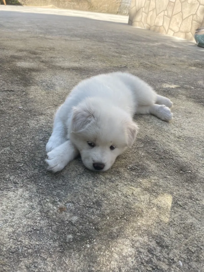 Cachorro raça SRD-ViraLata idade Abaixo de 2 meses nome Cacau