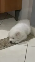 Cacau