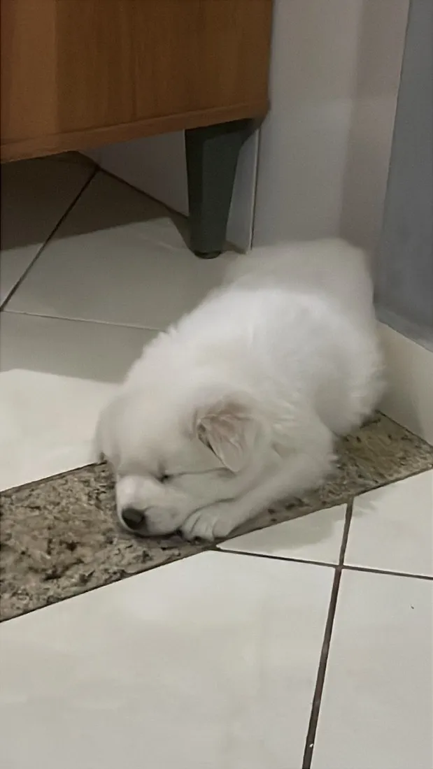 Cachorro raça SRD-ViraLata idade Abaixo de 2 meses nome Cacau
