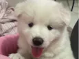 Cacau