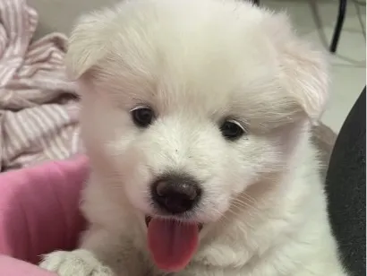 Cachorro raça SRD-ViraLata idade Abaixo de 2 meses nome Cacau