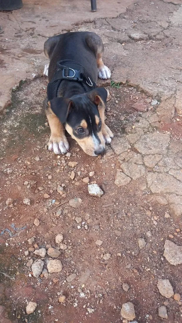 Cachorro raça SRD-ViraLata idade 2 a 6 meses nome filhote 