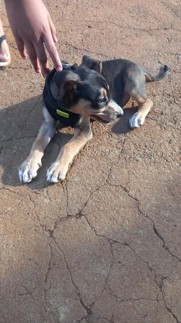 Cachorro raça SRD-ViraLata idade 2 a 6 meses nome filhote 