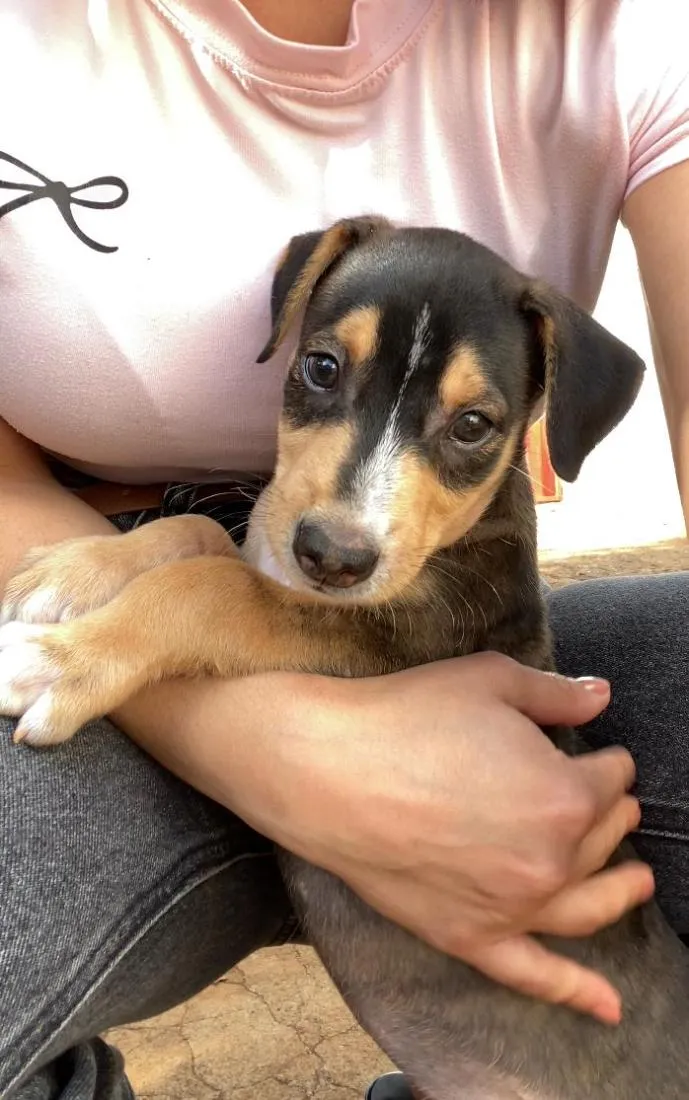 Cachorro raça SRD-ViraLata idade 2 a 6 meses nome filhote 