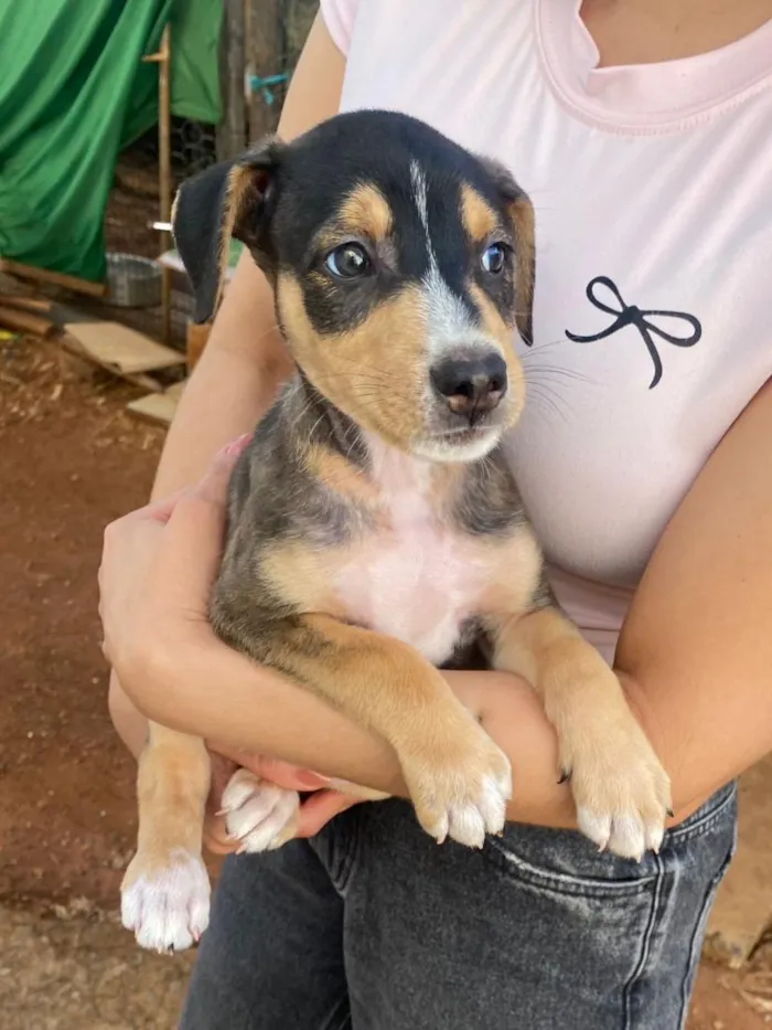 Cachorro raça SRD-ViraLata idade 2 a 6 meses nome filhote 