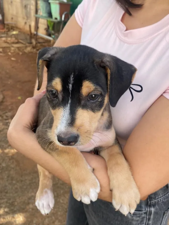 Cachorro raça SRD-ViraLata idade 2 a 6 meses nome filhote 