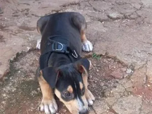 Cachorro raça SRD-ViraLata idade 2 a 6 meses nome filhote 