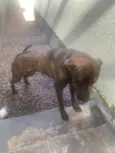 Apollo