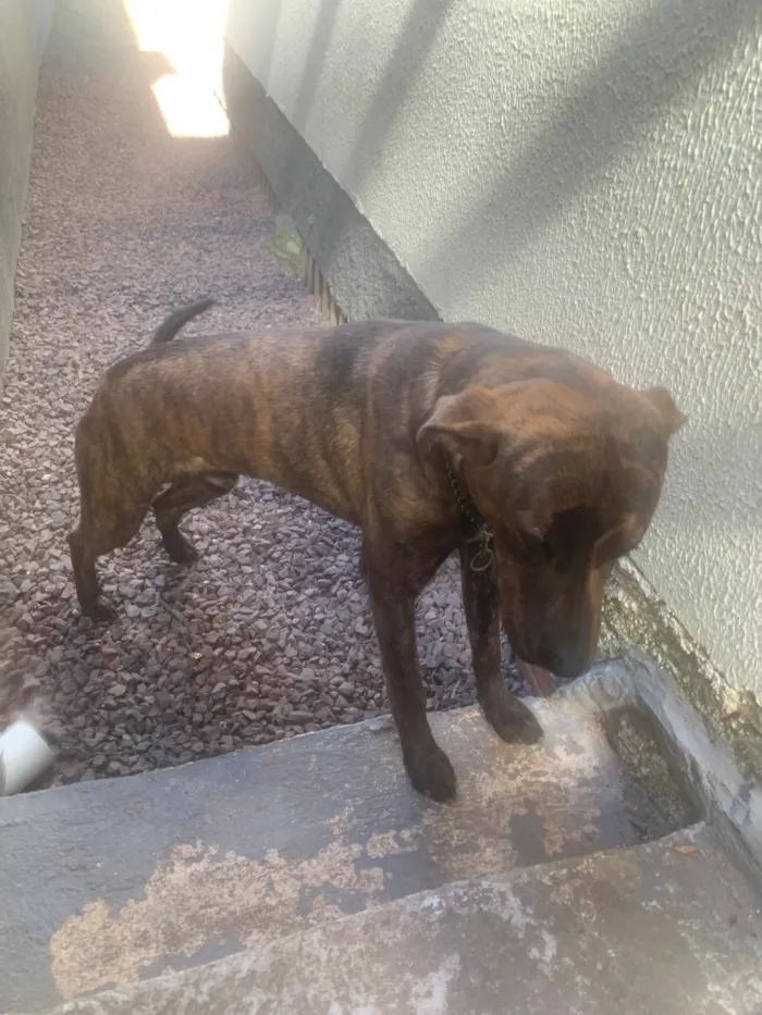 Cachorro raça Labrador idade 7 a 11 meses nome Apollo