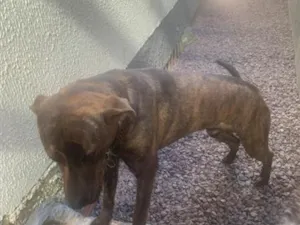 Cachorro raça Labrador idade 7 a 11 meses nome Apollo