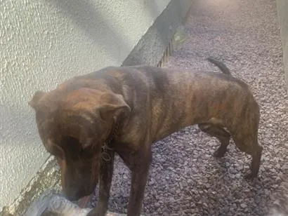 Cachorro raça Labrador idade 7 a 11 meses nome Apollo