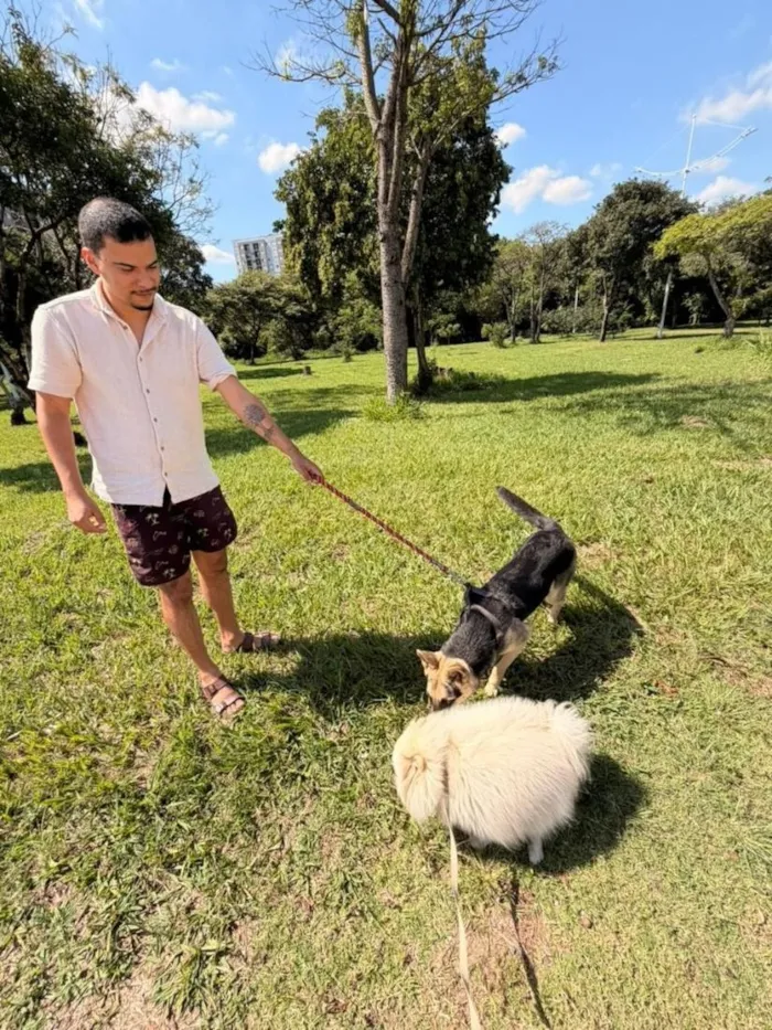 Cachorro raça Pastor Alemão idade 7 a 11 meses nome Zeca