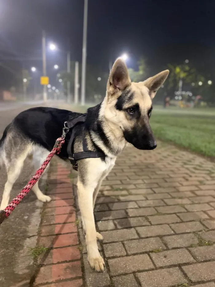 Cachorro raça Pastor Alemão idade 7 a 11 meses nome Zeca