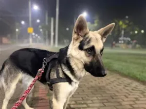 Cachorro raça Pastor Alemão idade 7 a 11 meses nome Zeca