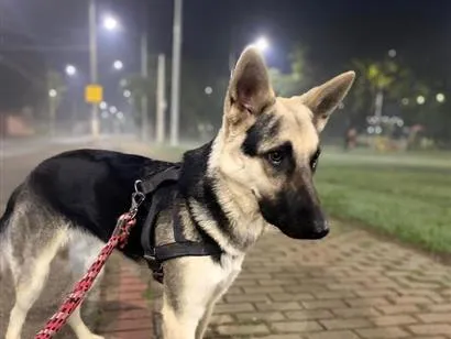 Cachorro raça Pastor Alemão idade 7 a 11 meses nome Zeca