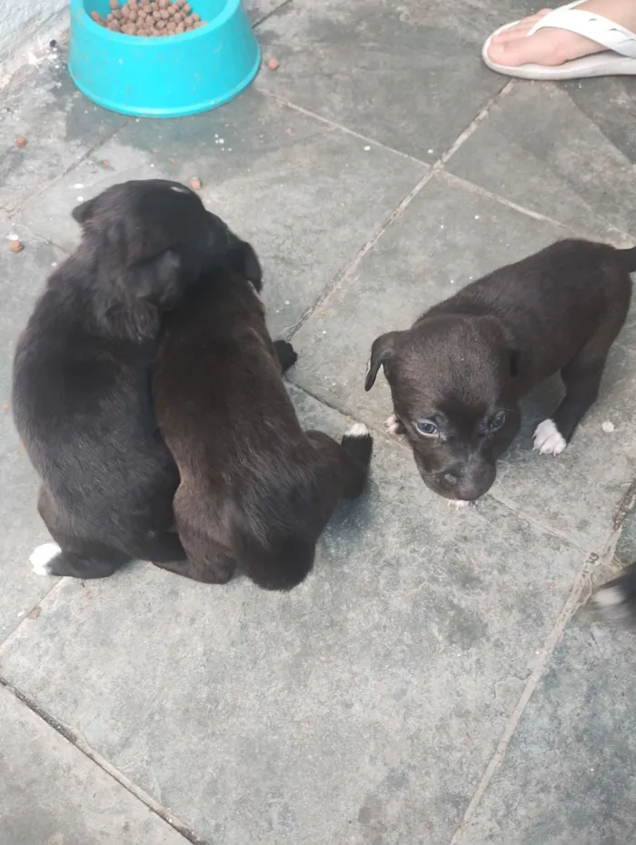 Cachorro raça SRD-ViraLata idade Abaixo de 2 meses nome Andresa Mariano 