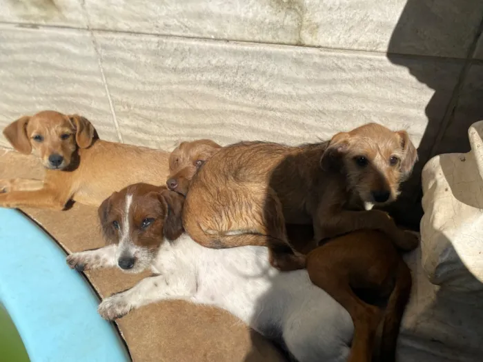 Cachorro raça SRD-ViraLata idade 2 a 6 meses nome Não tem nome