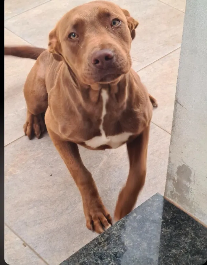 Cachorro raça Pit-Bull idade 4 anos nome Nala