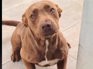 Cachorro raça Pit-Bull idade 4 anos nome Nala