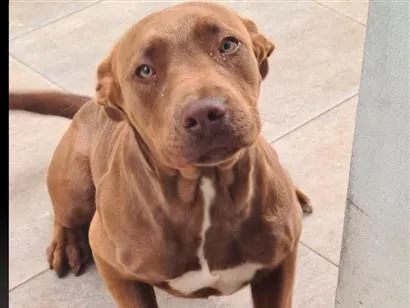 Cachorro raça Pit-Bull idade 4 anos nome Nala