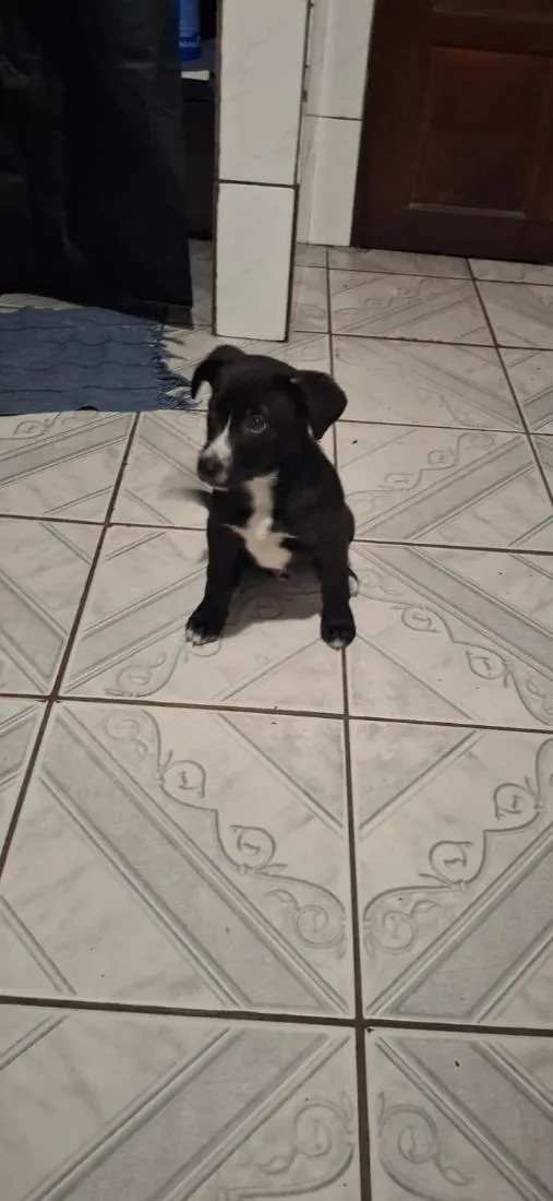 Cachorro raça SRD-ViraLata idade 2 a 6 meses nome Luther