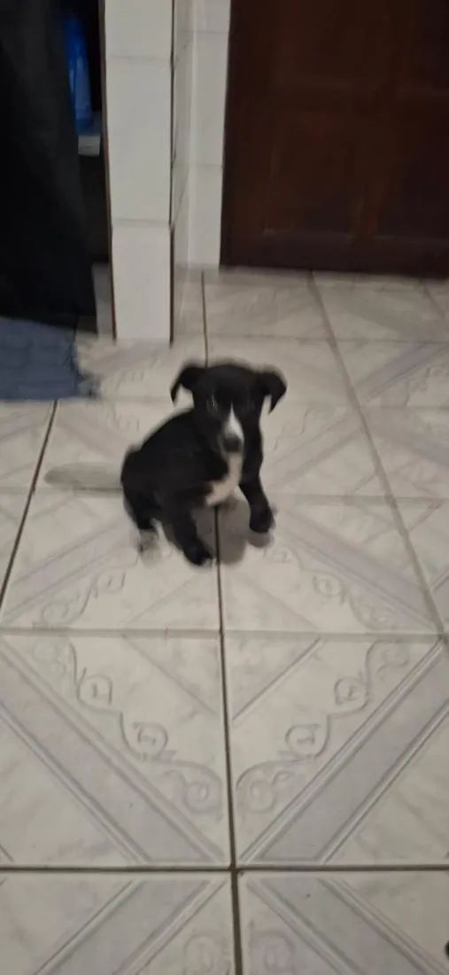 Cachorro raça SRD-ViraLata idade 2 a 6 meses nome Luther