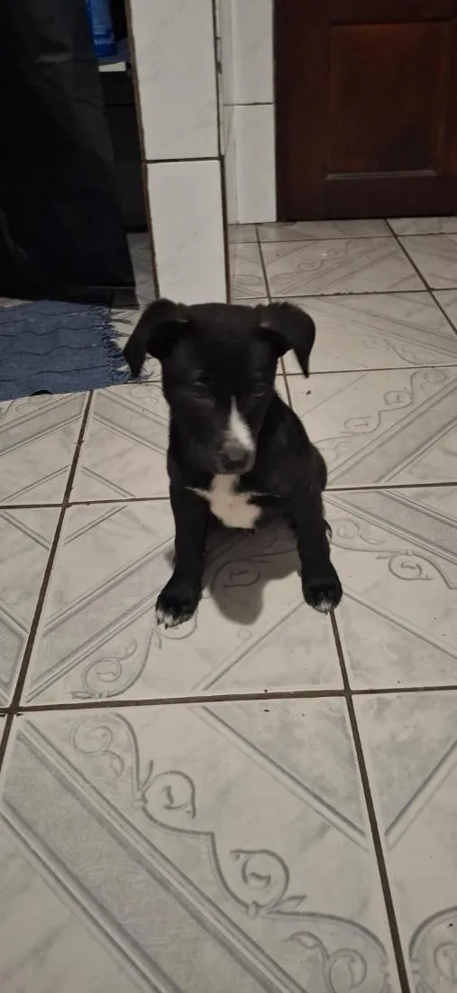 Cachorro raça SRD-ViraLata idade 2 a 6 meses nome Luther