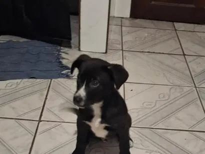 Cachorro raça SRD-ViraLata idade 2 a 6 meses nome Luther