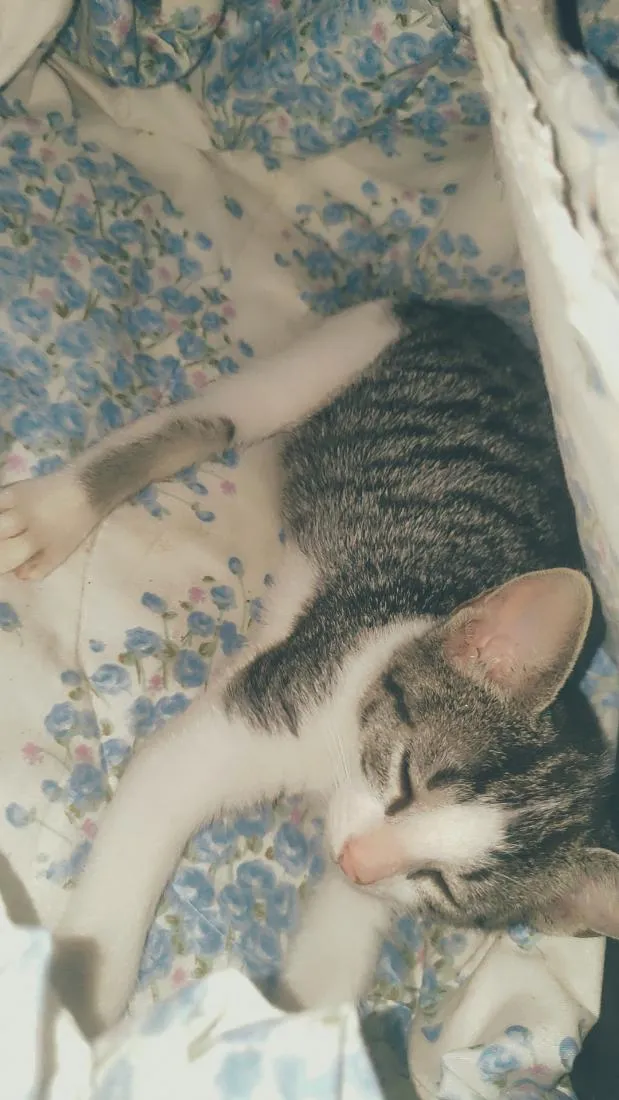 Gato raça SRD-ViraLata idade 2 a 6 meses nome farelo
