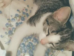 Gato raça SRD-ViraLata idade 2 a 6 meses nome farelo