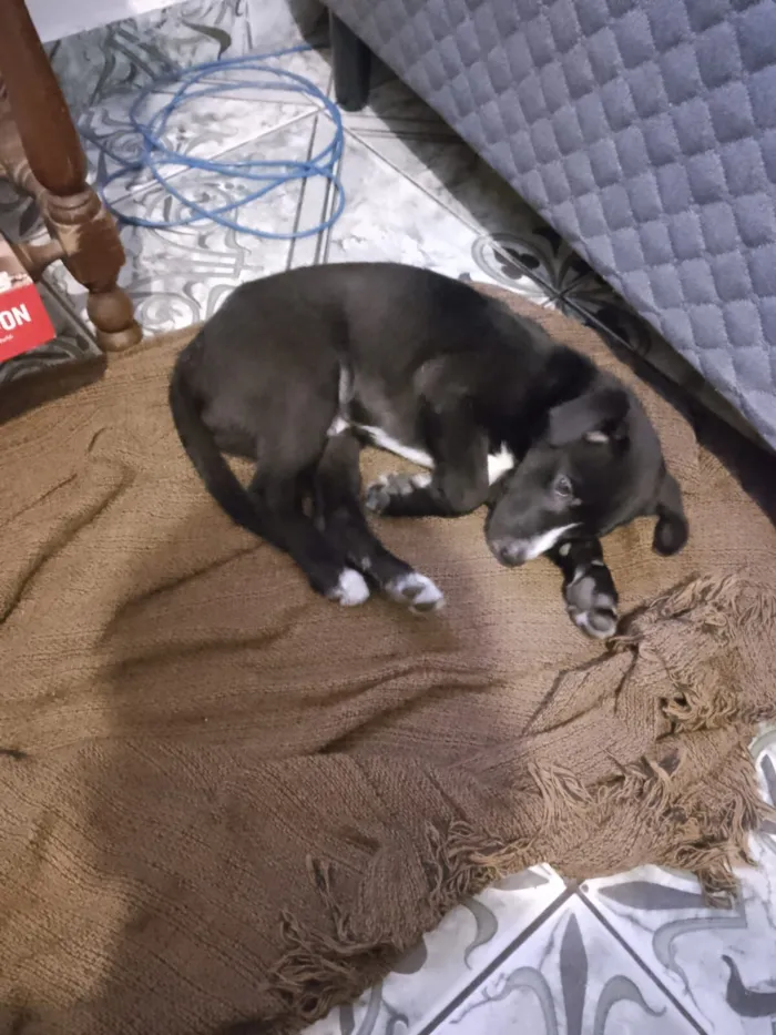 Cachorro raça SRD-ViraLata idade 2 a 6 meses nome Luther