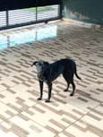 princesa e estrela 