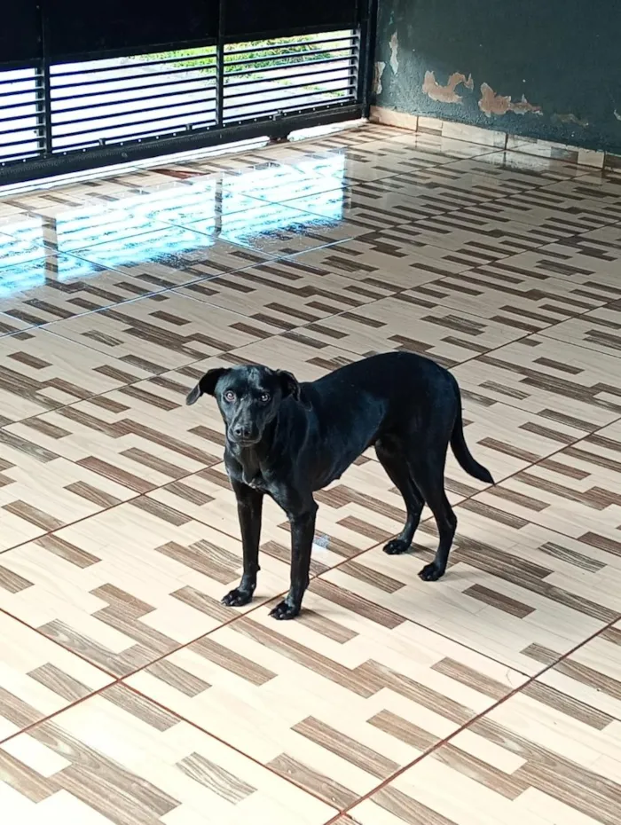 Cachorro raça SRD-ViraLata idade 1 ano nome princesa e estrela 