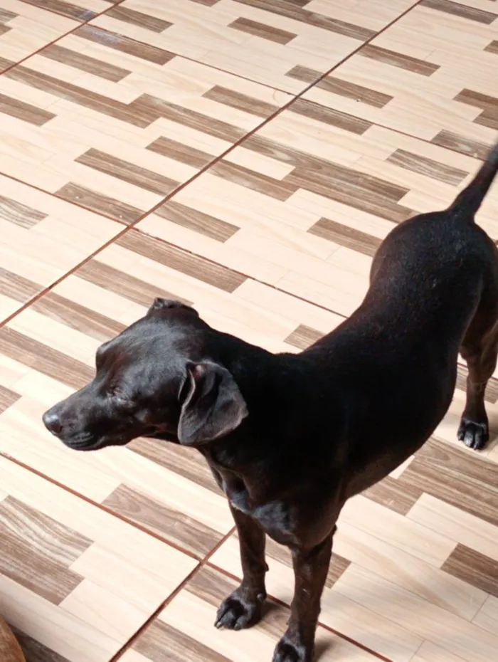 Cachorro raça SRD-ViraLata idade 1 ano nome princesa e estrela 