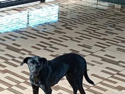 Cachorro raça SRD-ViraLata idade 1 ano nome princesa e estrela 